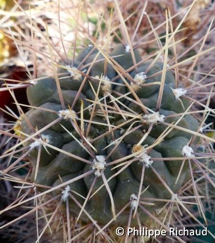 Gymnocalycium gibosum v. brachypetalum ©P.Richaud